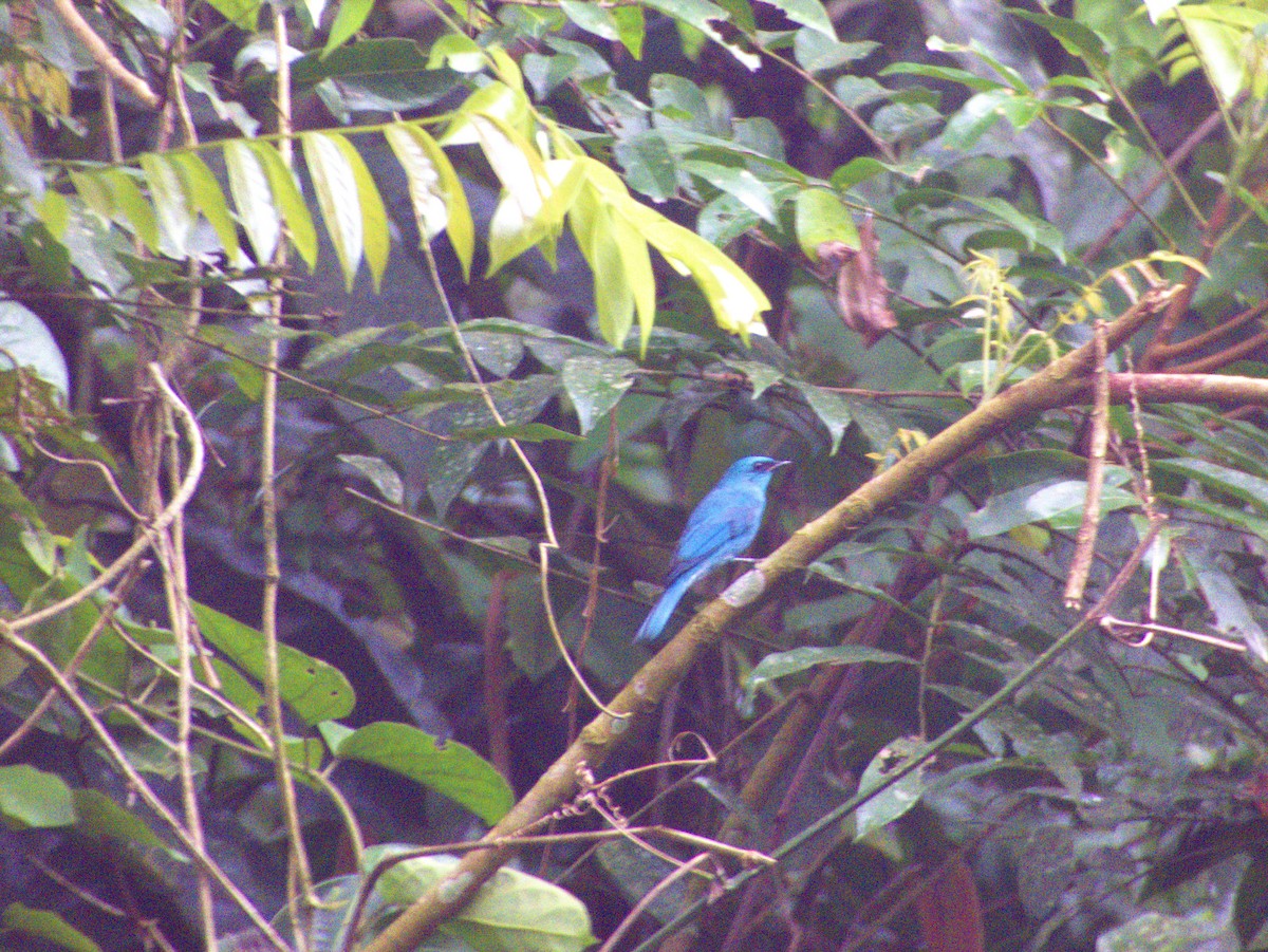 Verditer Flycatcher - ML627383365
