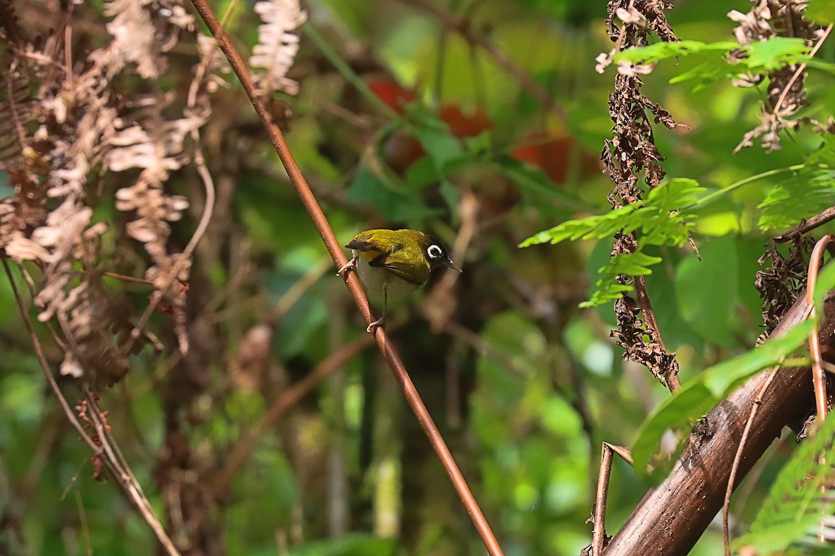 Seram White-eye - ML627383383