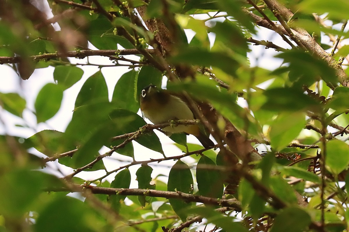 Seram White-eye - ML627383384