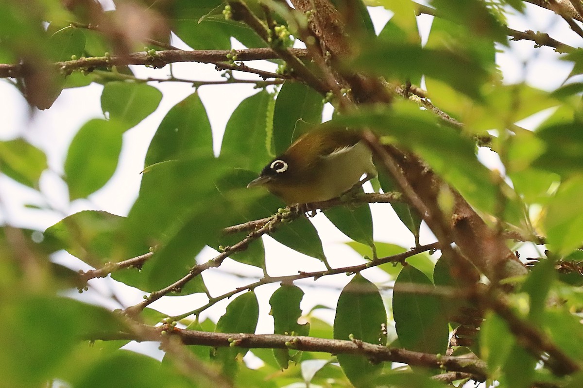 Seram White-eye - ML627383385