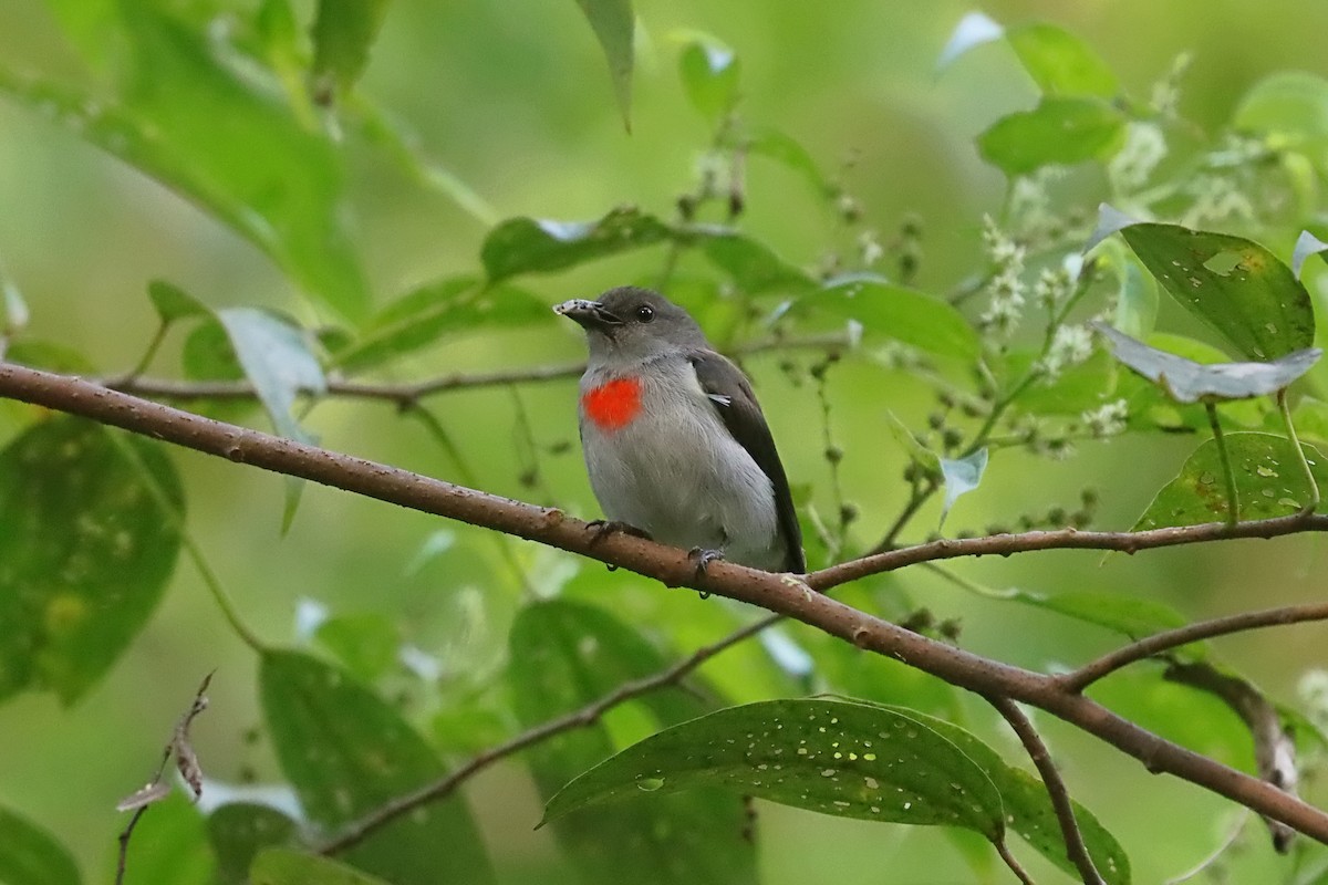 Ashy Flowerpecker - ML627383394