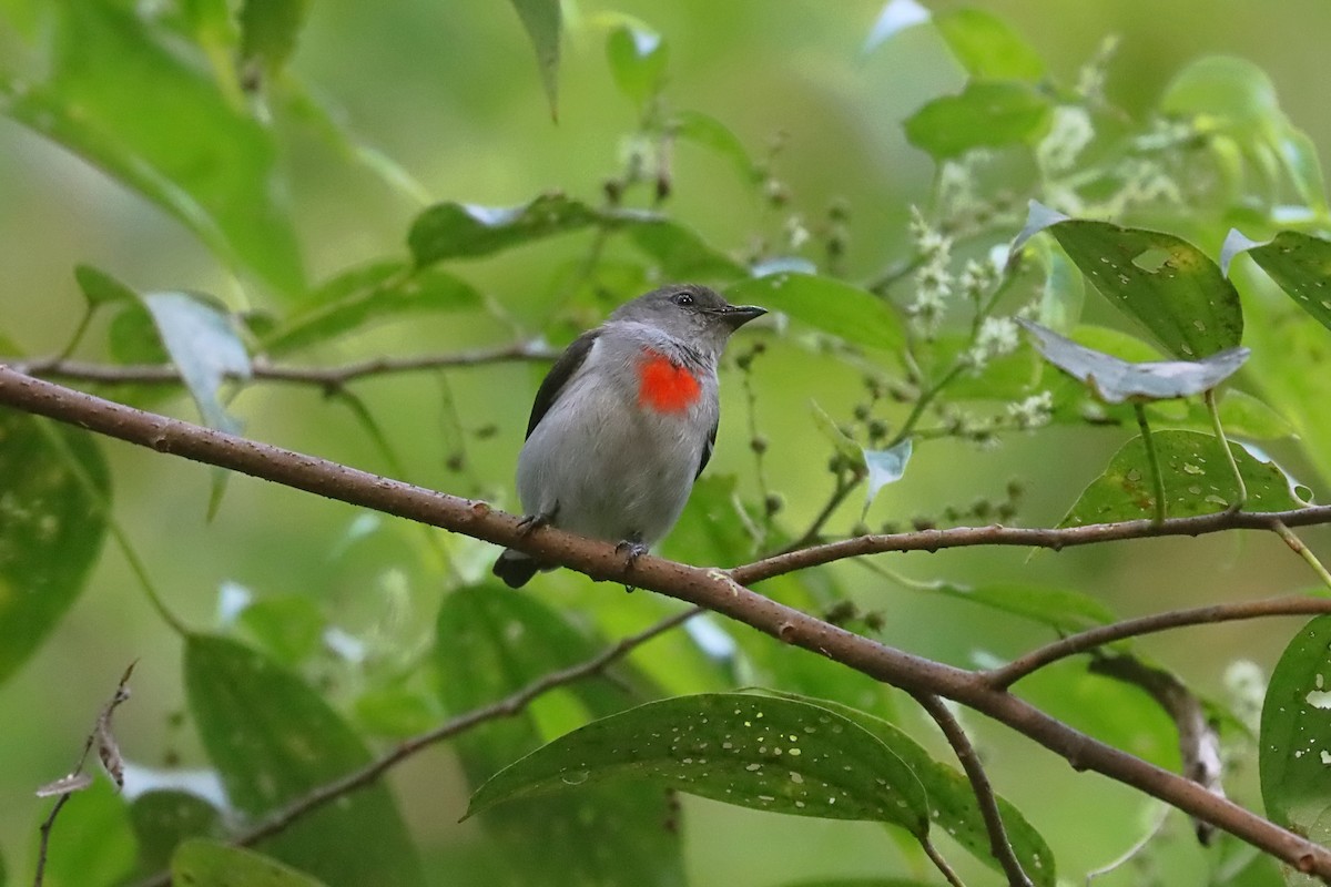 Ashy Flowerpecker - ML627383395