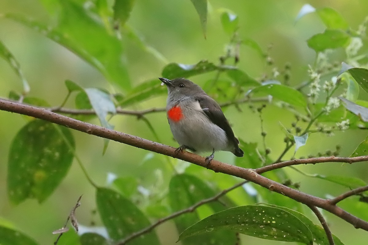 Ashy Flowerpecker - ML627383396
