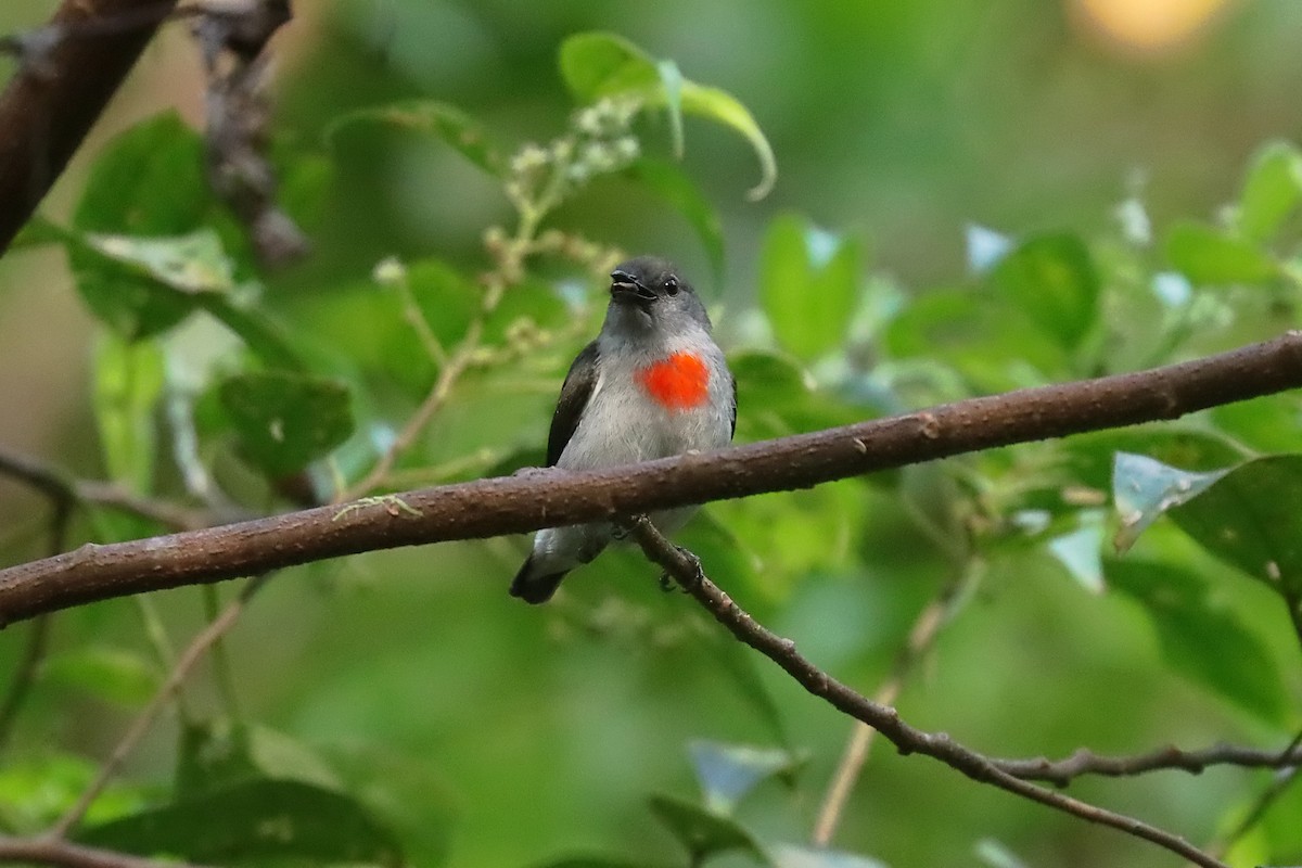Ashy Flowerpecker - ML627383397