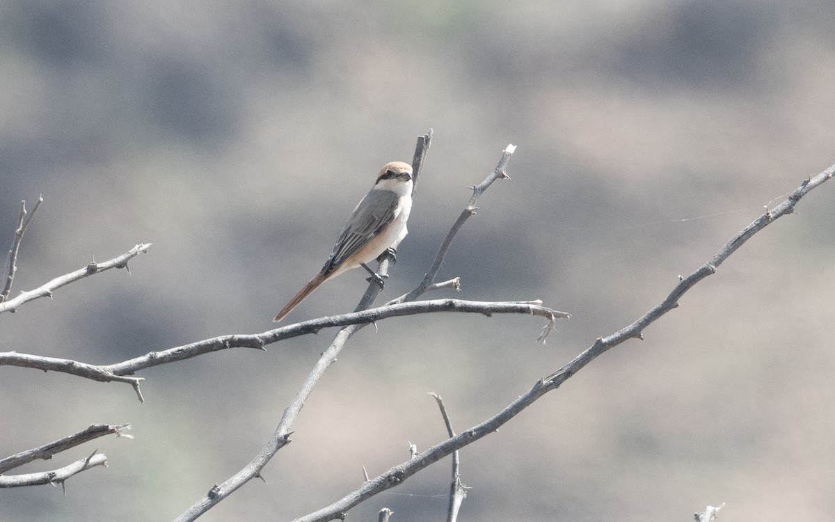 Isabelline Shrike - ML627383458