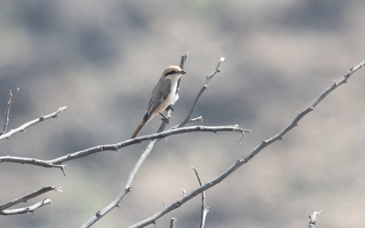 Isabelline Shrike - ML627383459