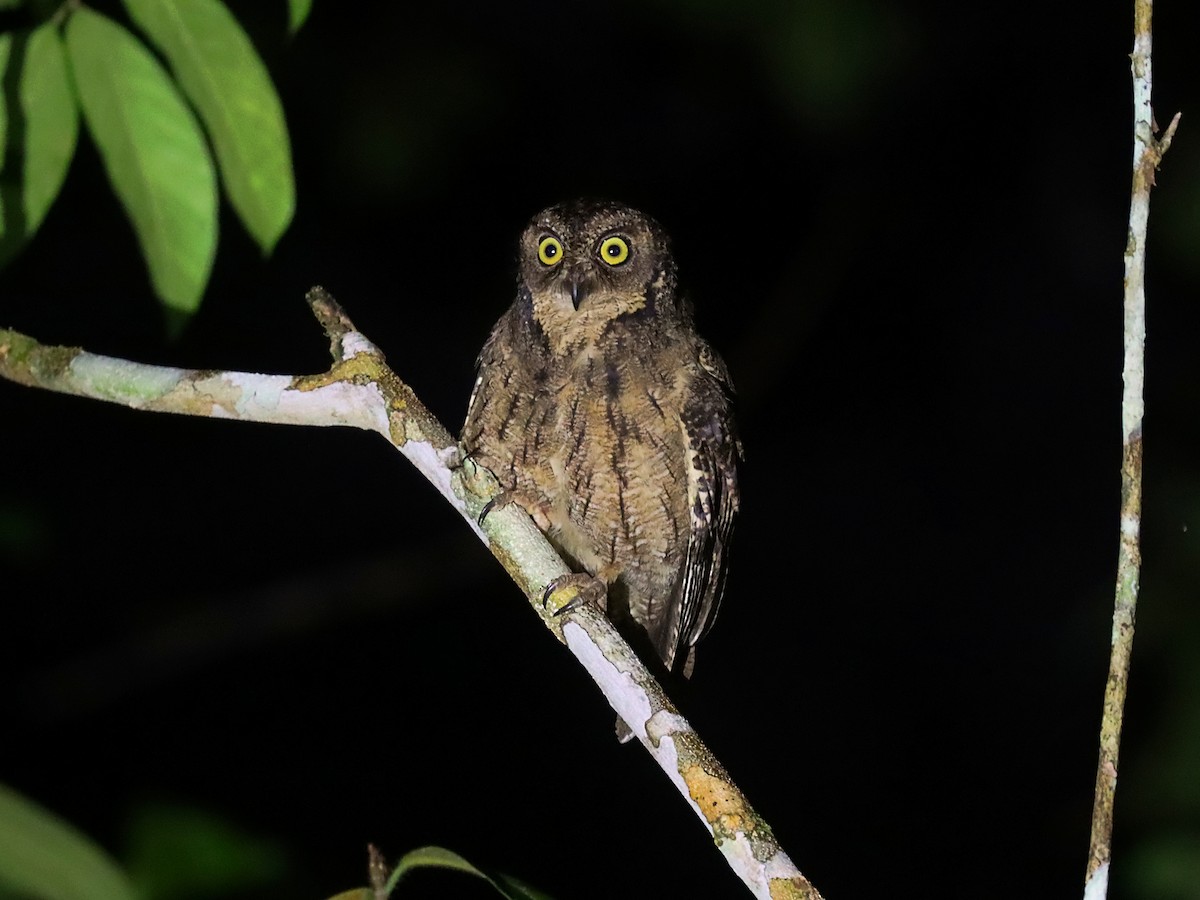 Moluccan Scops-Owl (Moluccan) - ML627383479