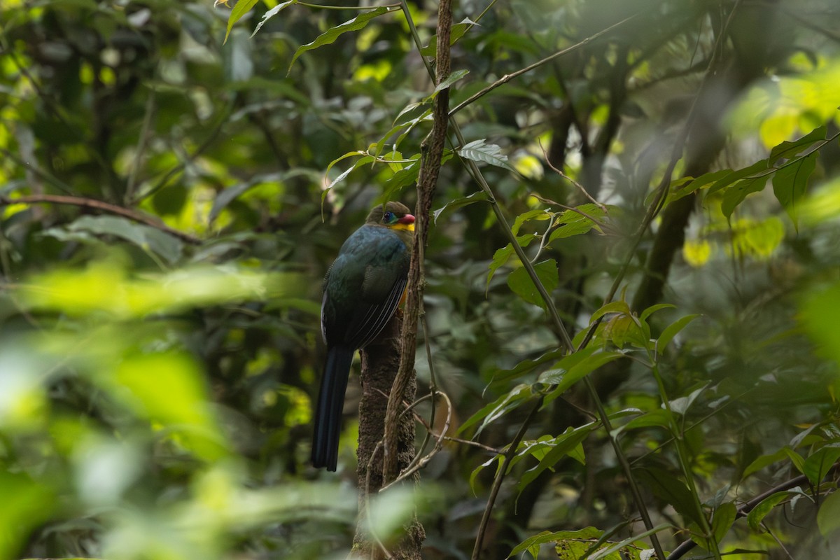 Javan Trogon - ML627383481