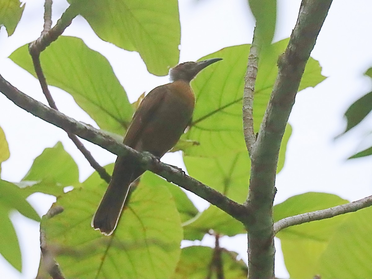 Seram Friarbird - ML627383485