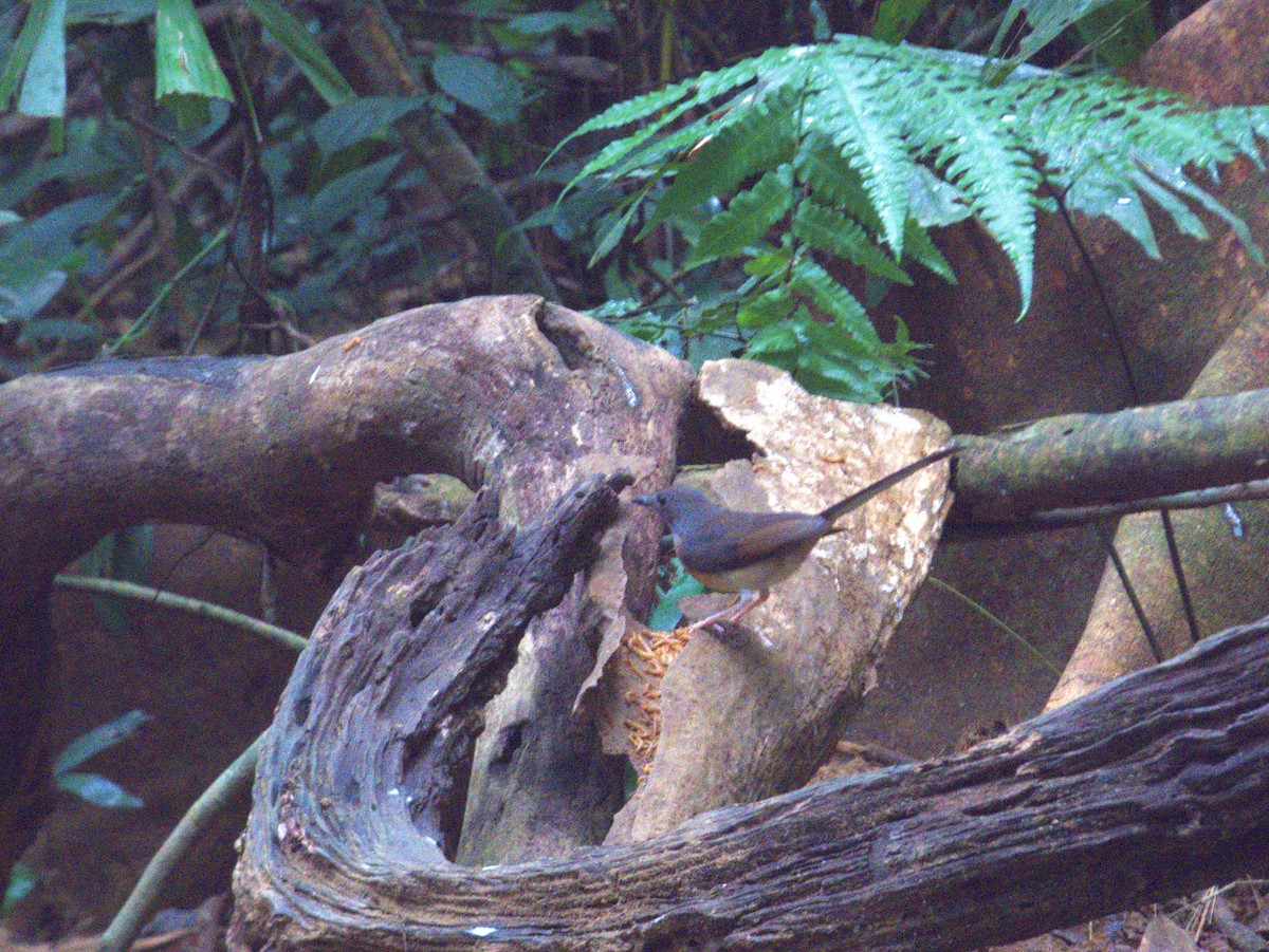 White-rumped Shama (White-rumped) - ML627383492