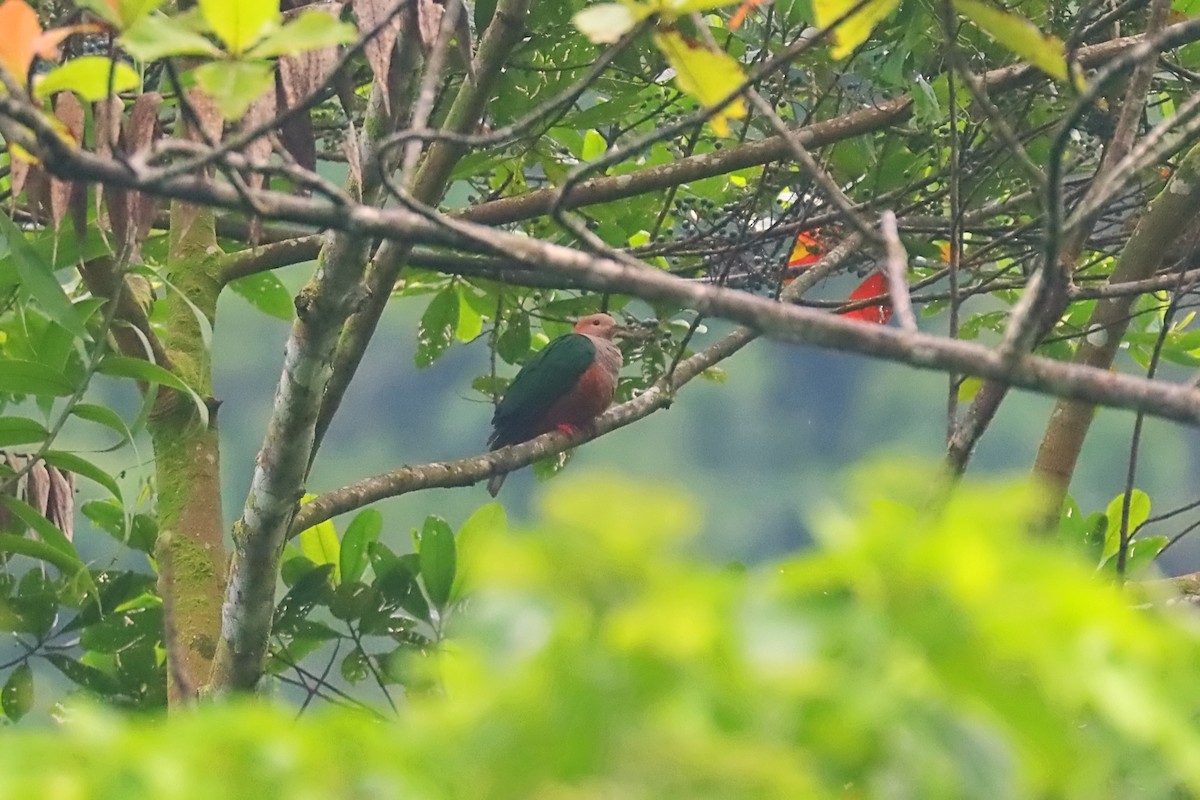 Cinnamon-bellied Imperial-Pigeon (Golden-naped) - ML627383541