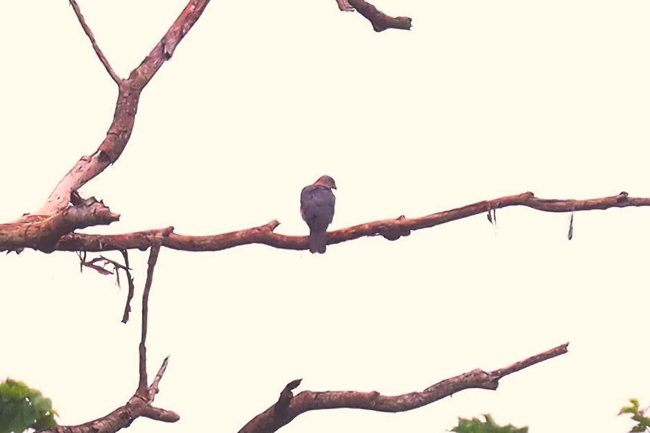 Rufous-necked Sparrowhawk - ML627383549