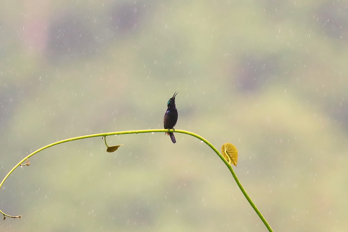 Black Sunbird - ML627383565