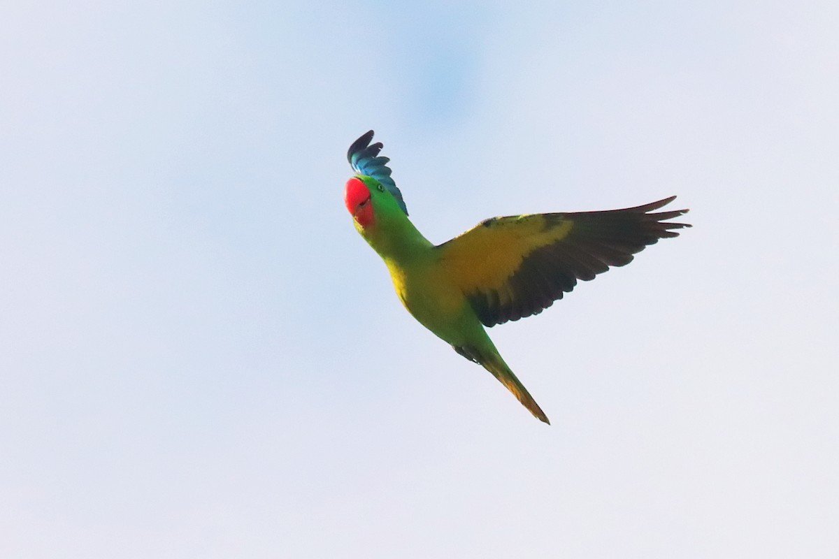Great-billed Parrot - ML627383613