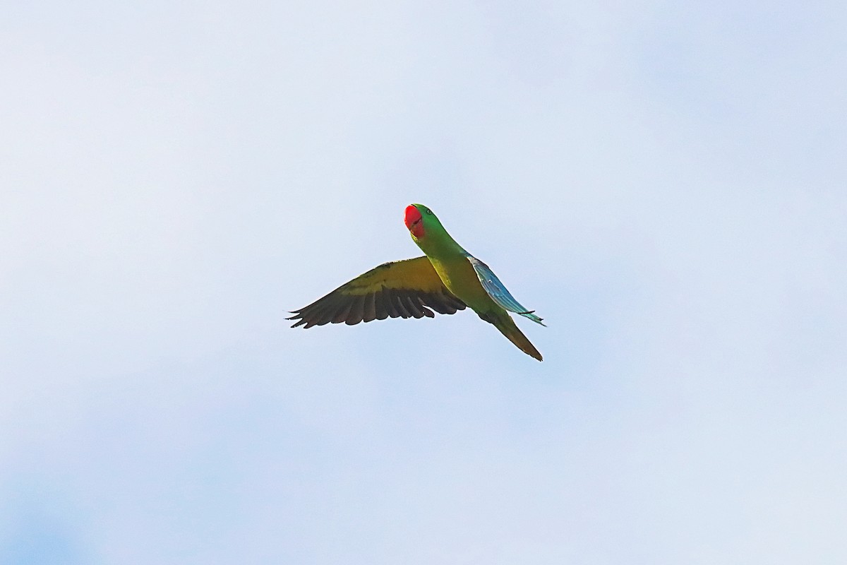 Great-billed Parrot - ML627383614