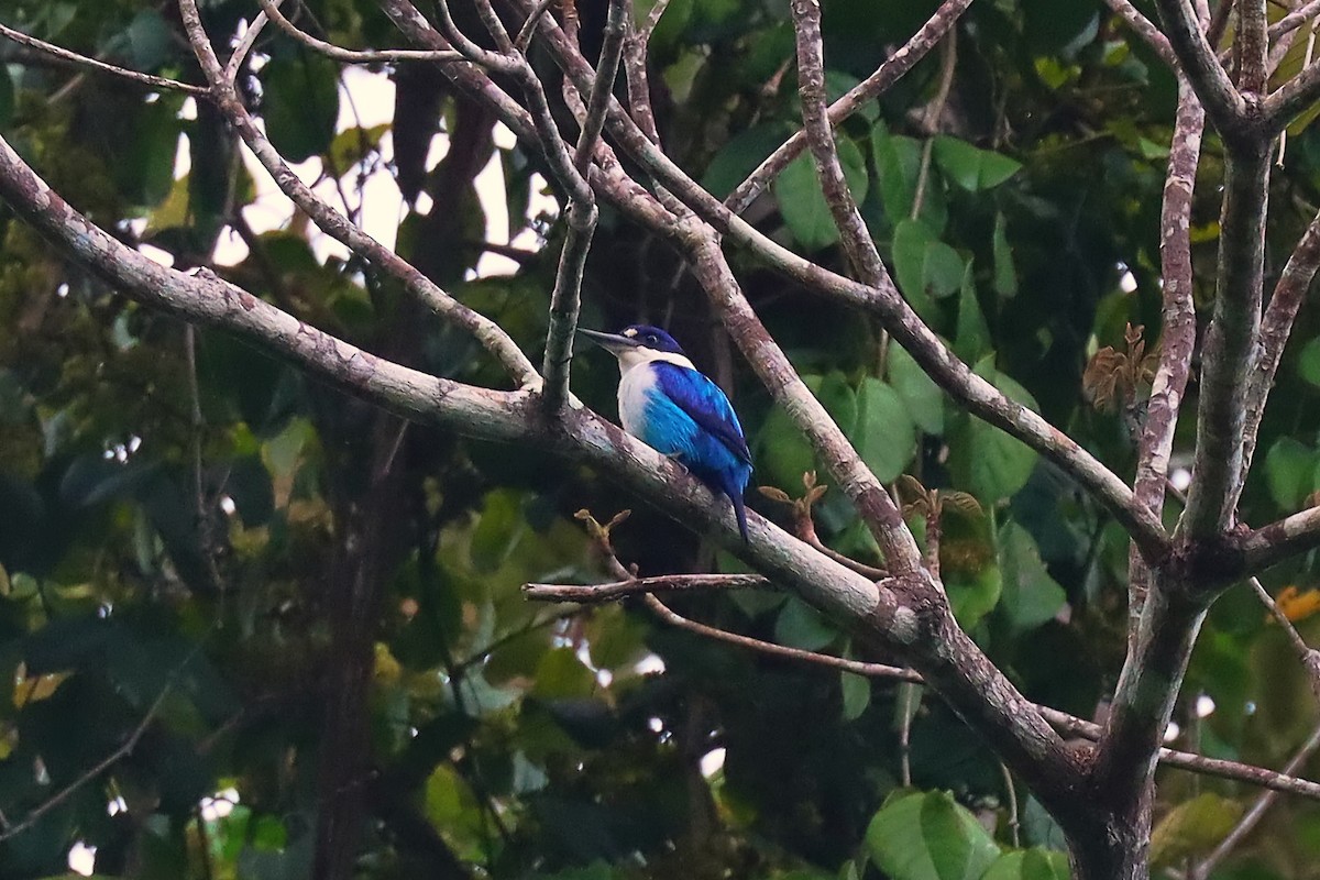 Lazuli Kingfisher - ML627383628