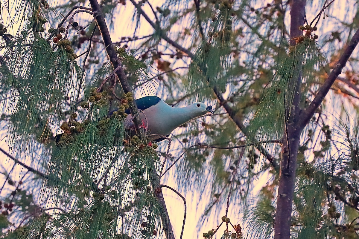 Spice Imperial-Pigeon - ML627383685