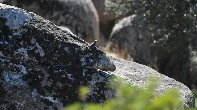 Цэнхэр жижир - ML627383714