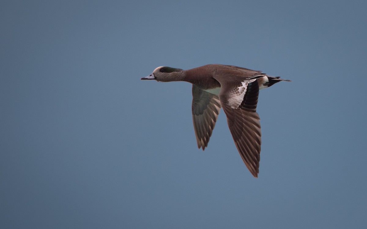 American Wigeon - ML627383755