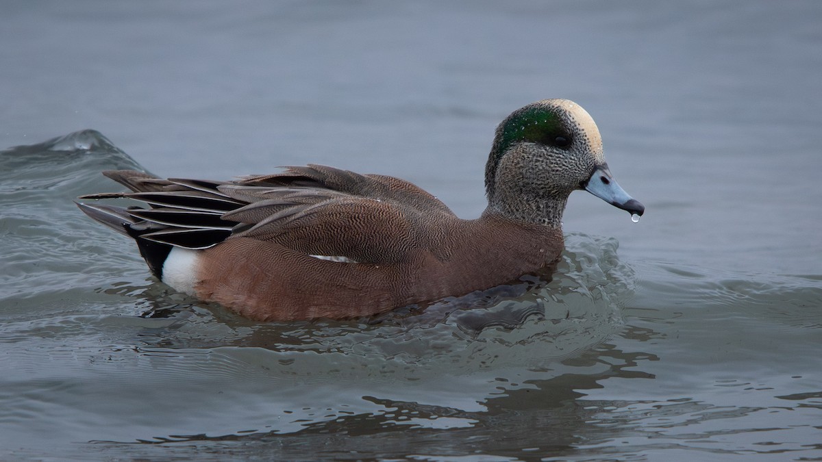 American Wigeon - ML627383756