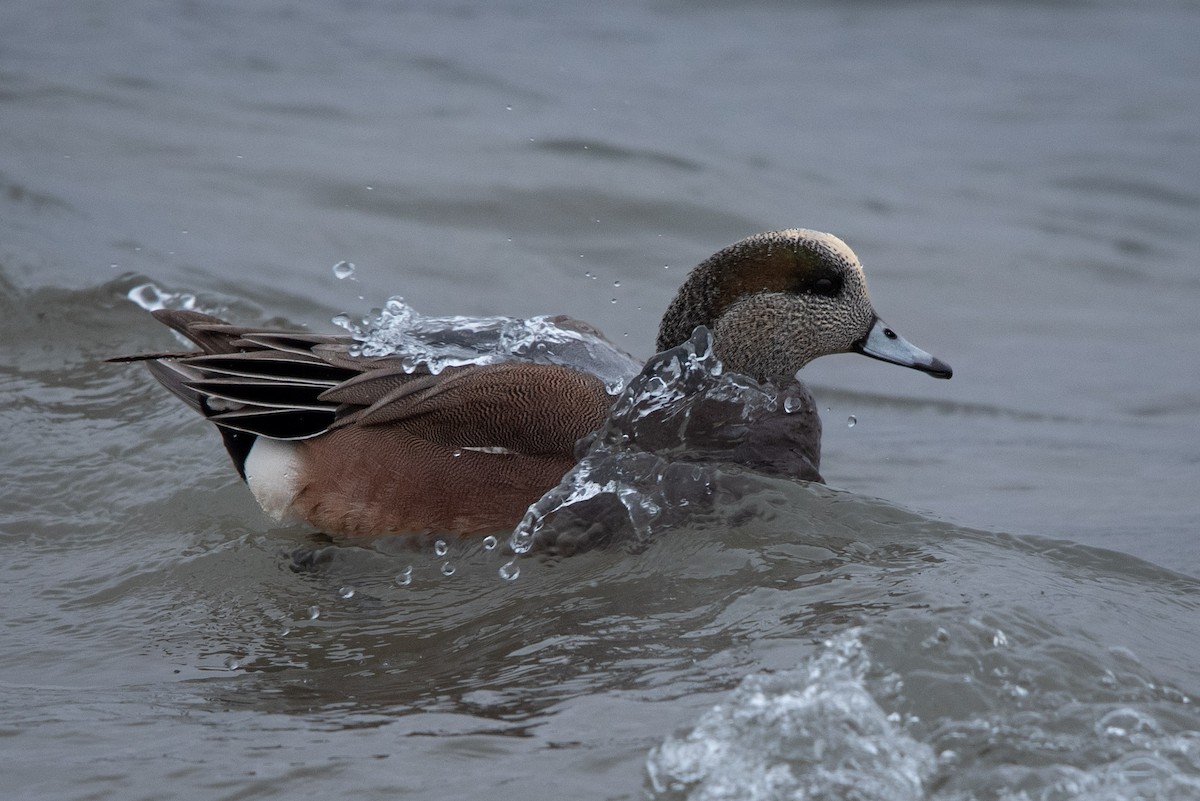 American Wigeon - ML627383757