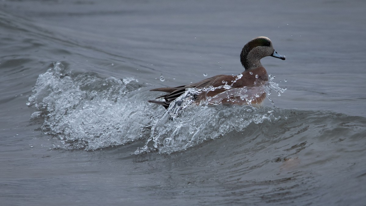 American Wigeon - ML627383758