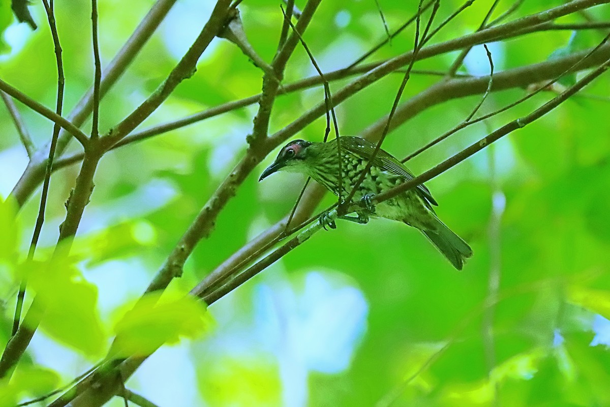 Spotted Honeyeater - ML627383764