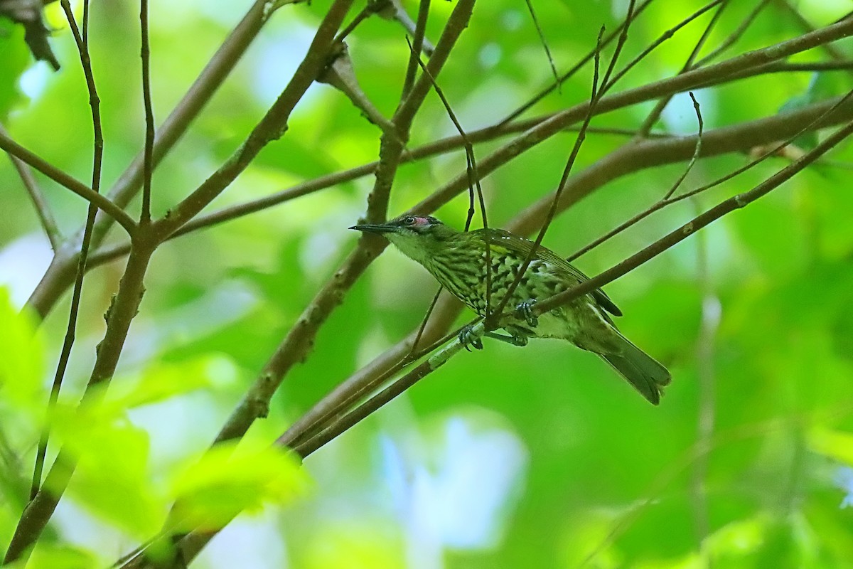 Spotted Honeyeater - ML627383766