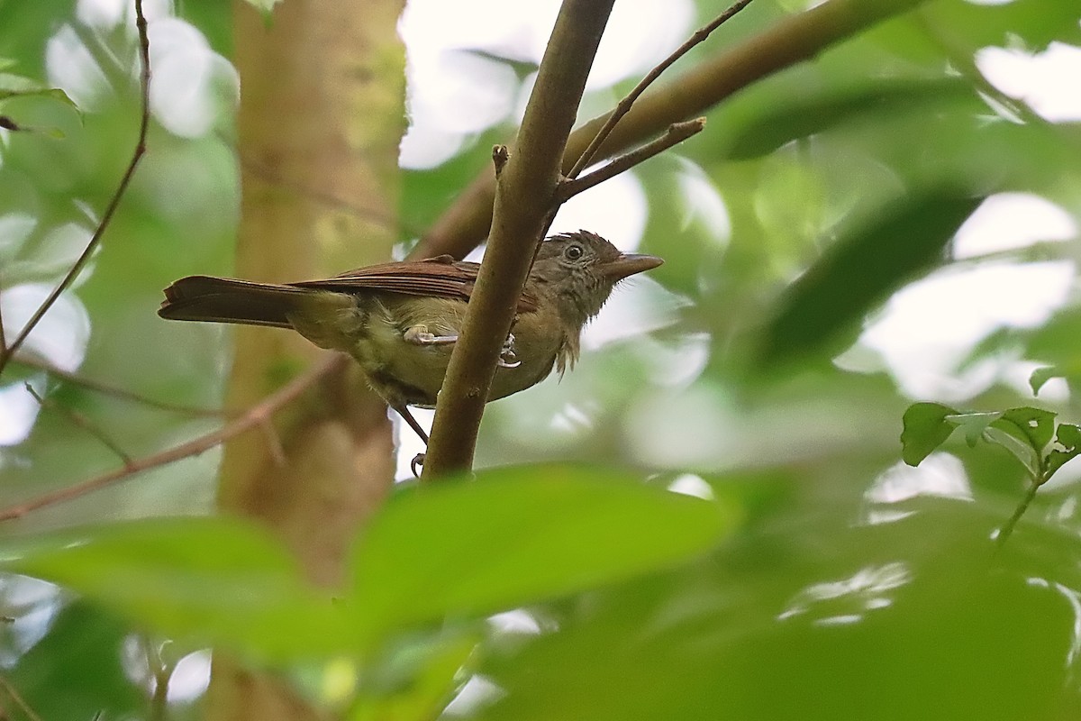 Waigeo Shrikethrush - ML627383769