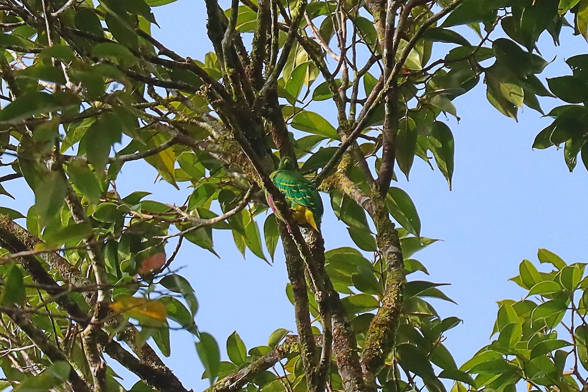 Dwarf Fruit-Dove - ML627383888