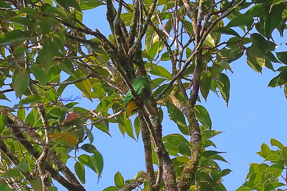 Dwarf Fruit-Dove - ML627383889