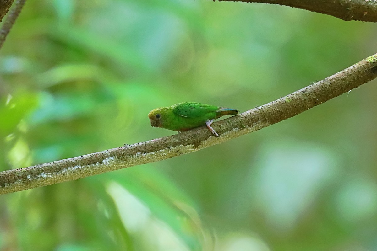 Yellow-capped Pygmy-Parrot - ML627383901
