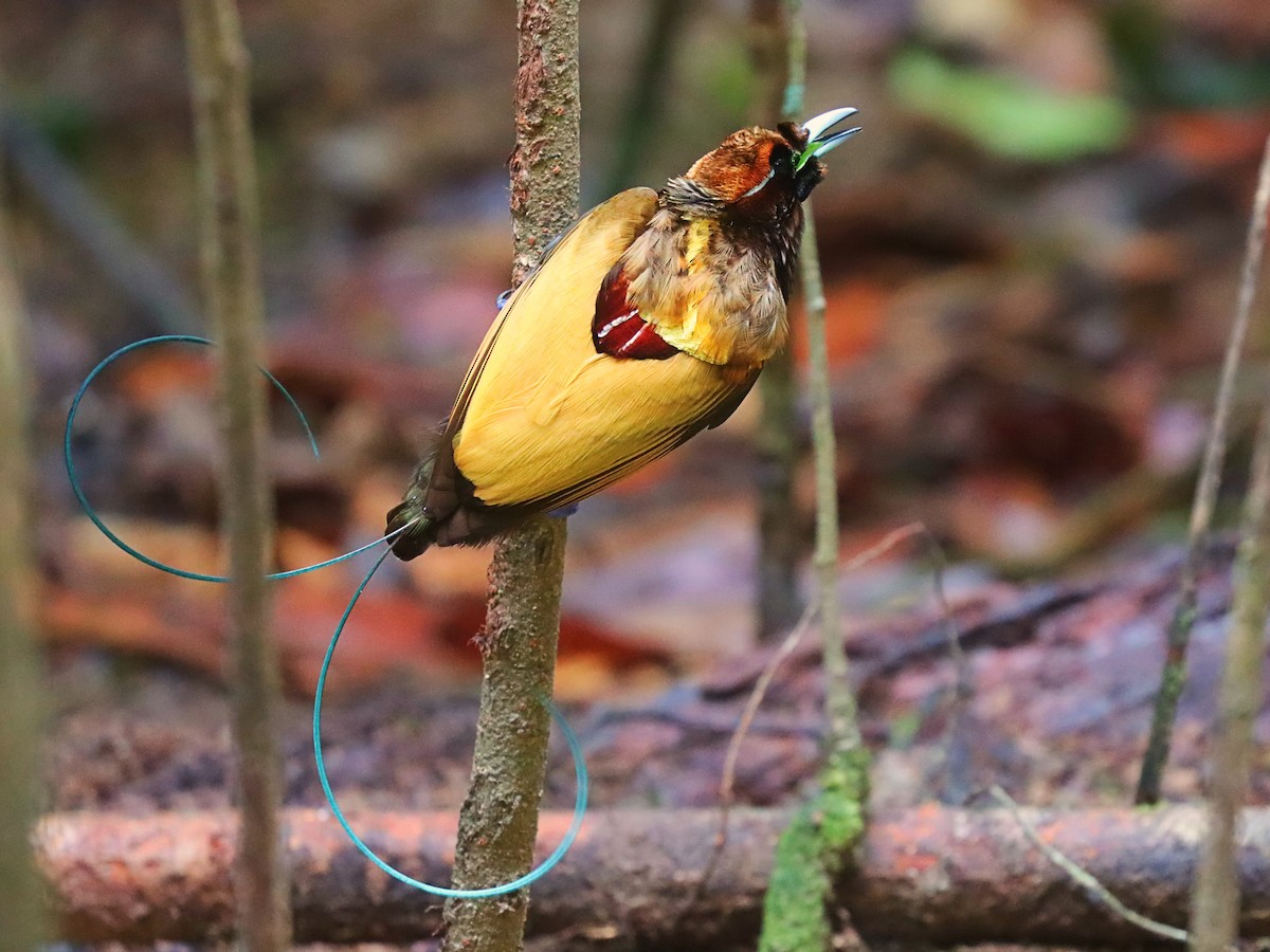 Magnificent Bird-of-Paradise - ML627383927