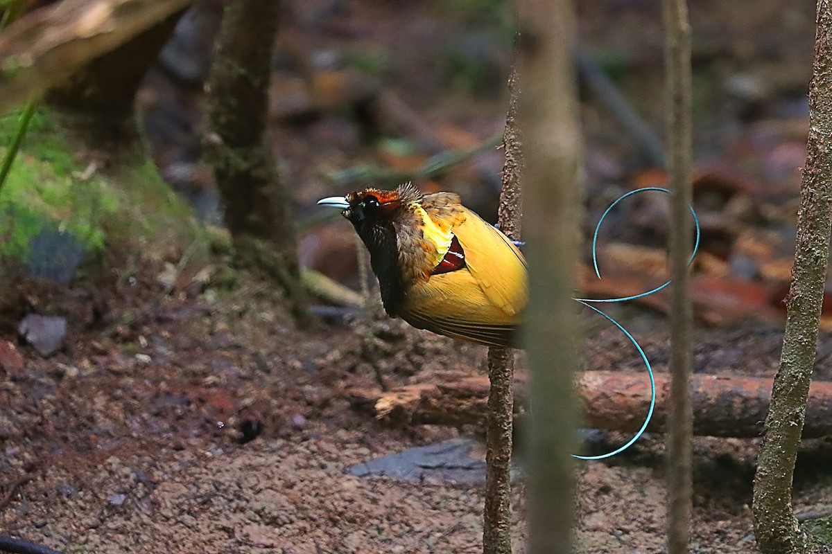 Magnificent Bird-of-Paradise - ML627383932