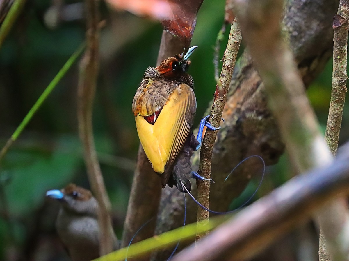 Magnificent Bird-of-Paradise - ML627383933