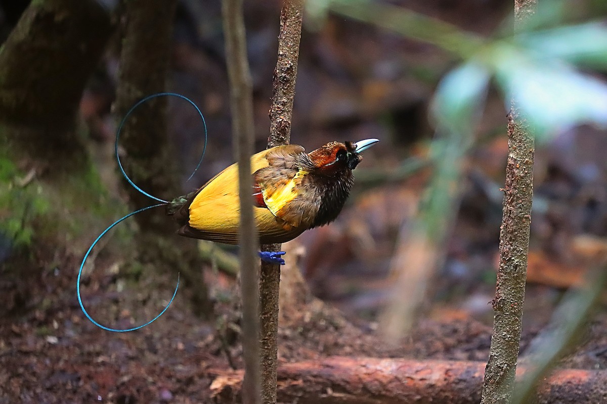 Magnificent Bird-of-Paradise - ML627383937