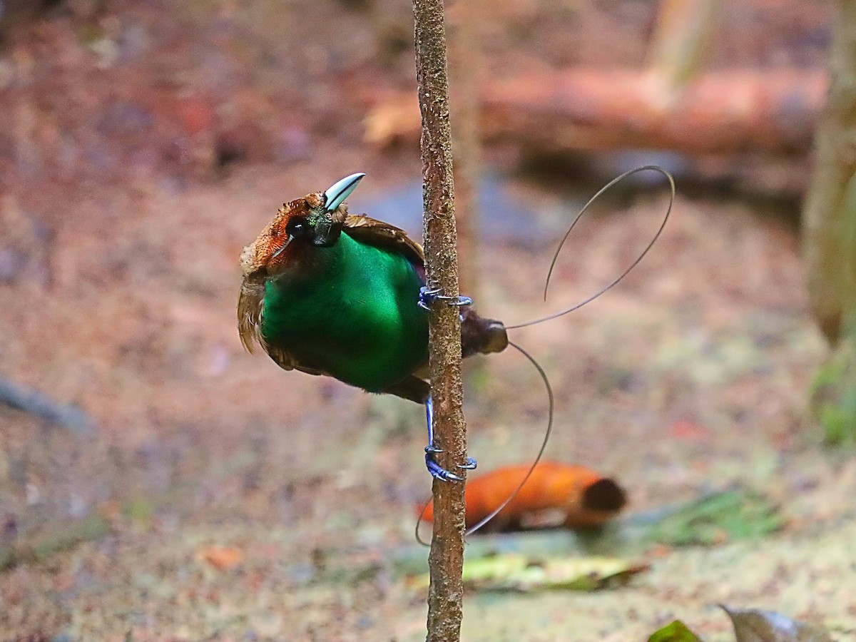 Magnificent Bird-of-Paradise - ML627383938