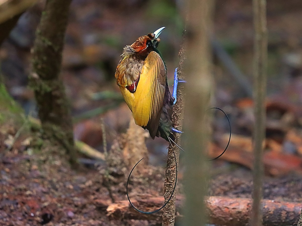 Magnificent Bird-of-Paradise - ML627383940