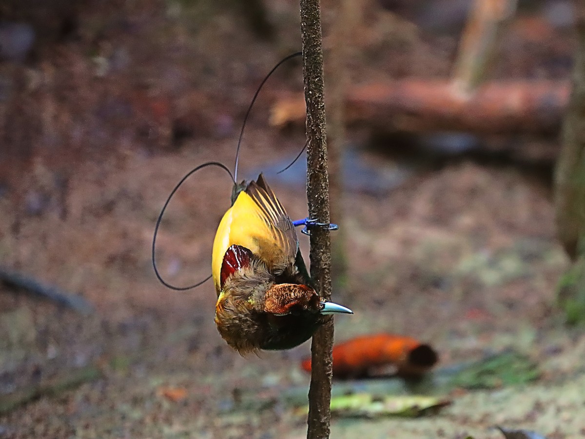 Magnificent Bird-of-Paradise - ML627383942