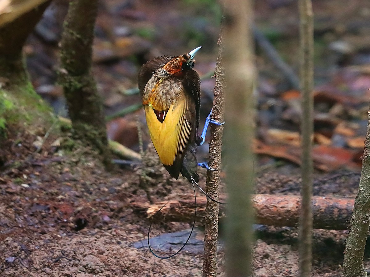 Magnificent Bird-of-Paradise - ML627383943