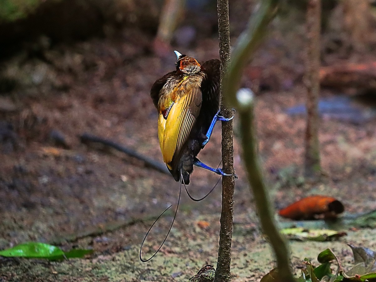 Magnificent Bird-of-Paradise - ML627383944