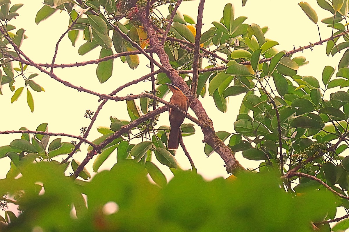 Dwarf Koel - ML627383997