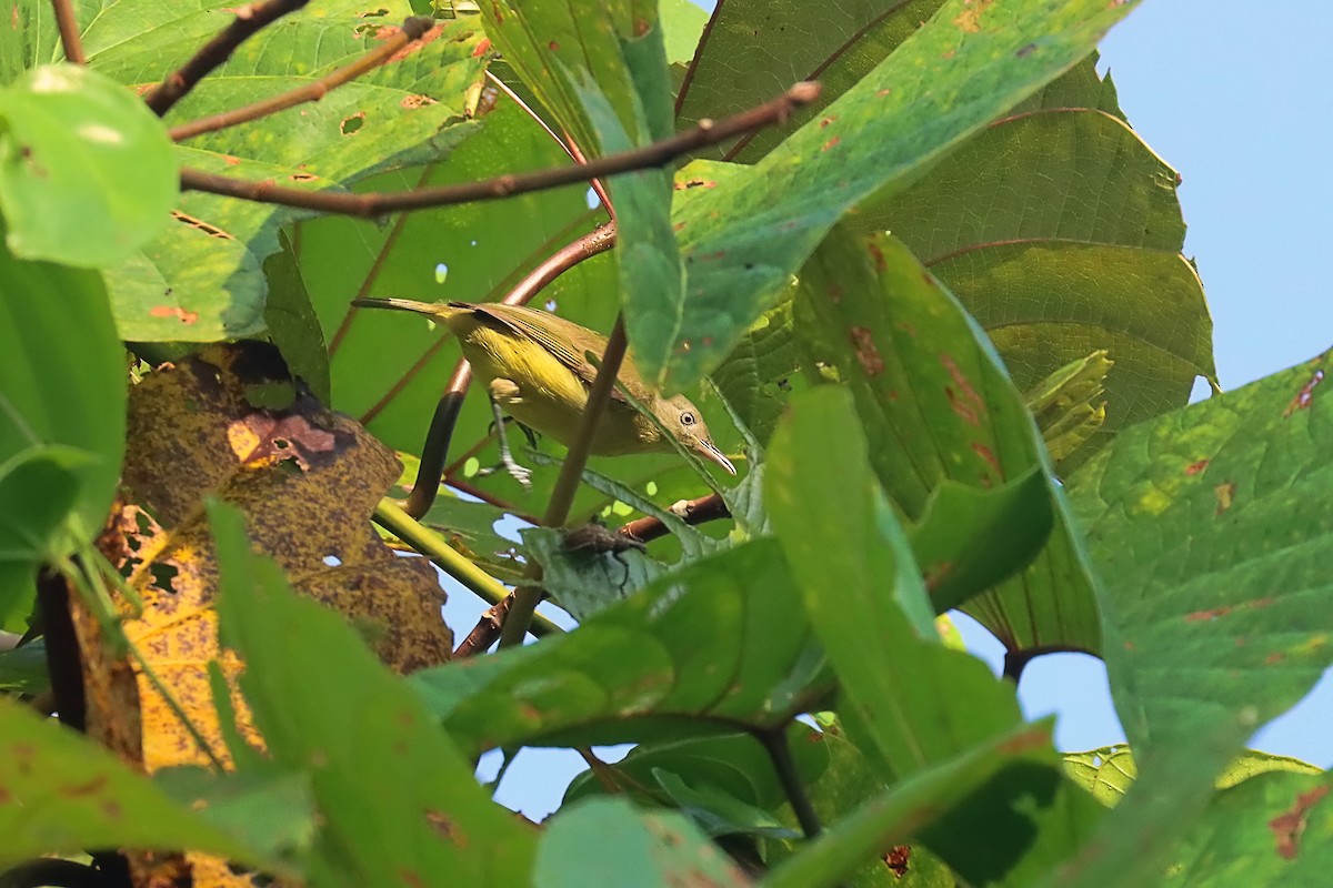 Green-backed Honeyeater - ML627384033