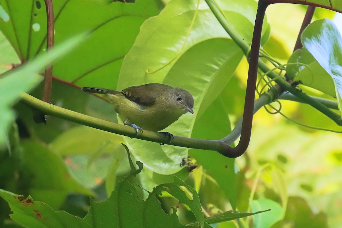 Green-backed Honeyeater - ML627384034