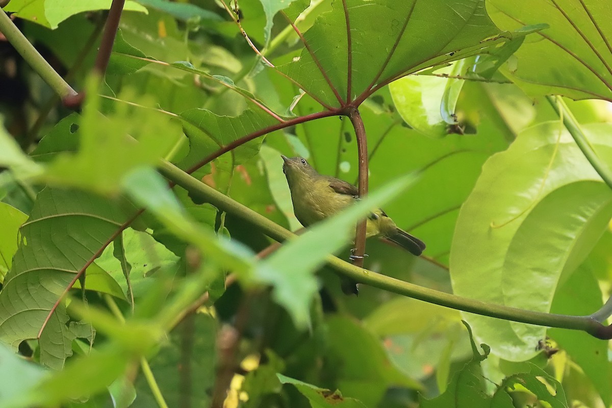 Green-backed Honeyeater - ML627384035