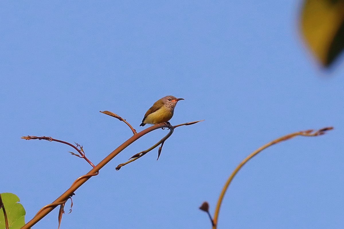 Pygmy Longbill - ML627384054