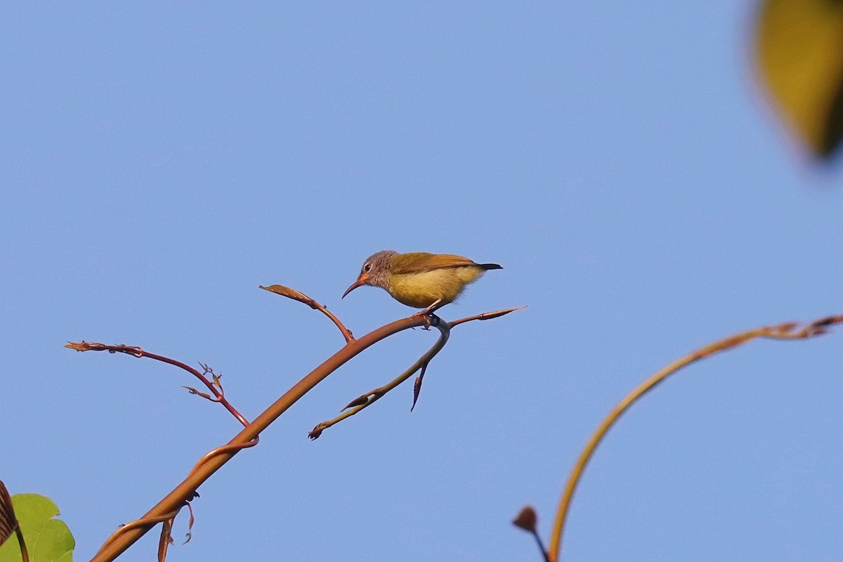 Pygmy Longbill - ML627384055