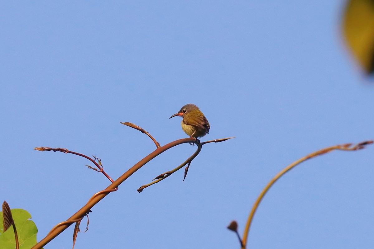 Pygmy Longbill - ML627384056