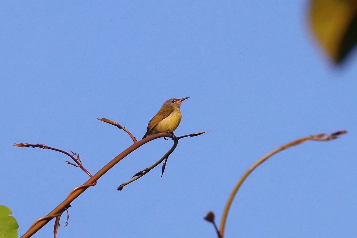 Pygmy Longbill - ML627384057