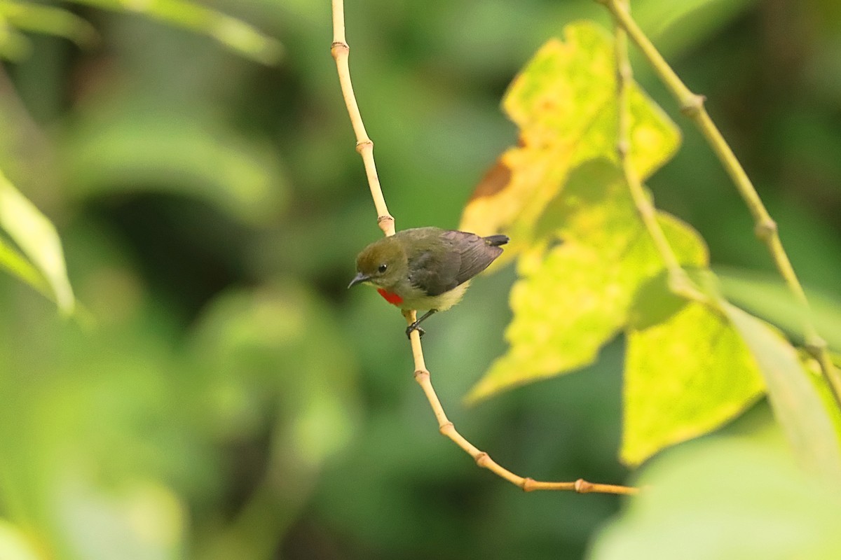 Olive-crowned Flowerpecker - ML627384068